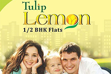 tulip lemon